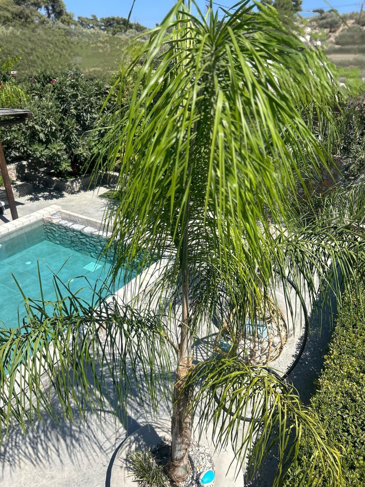 Aithonas Country house Archangelos (Rhodes)